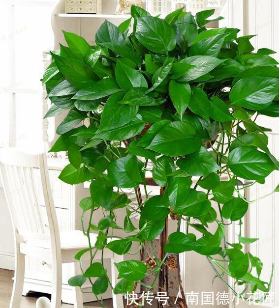 红砖块|出门捡4种东西,养花垫盆底,营养土不用买,疏松透气、不烂根