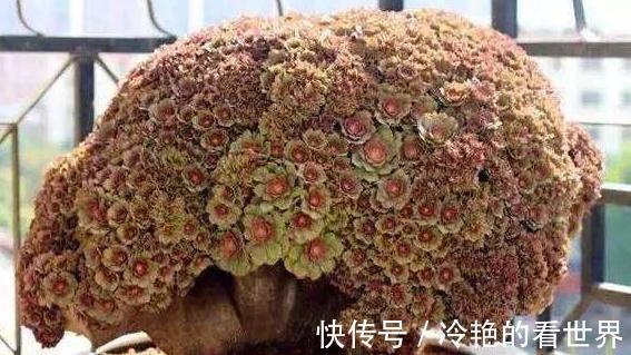 多肉缀化并不神秘，了解这些知识点，你是否还会跟风买贵货