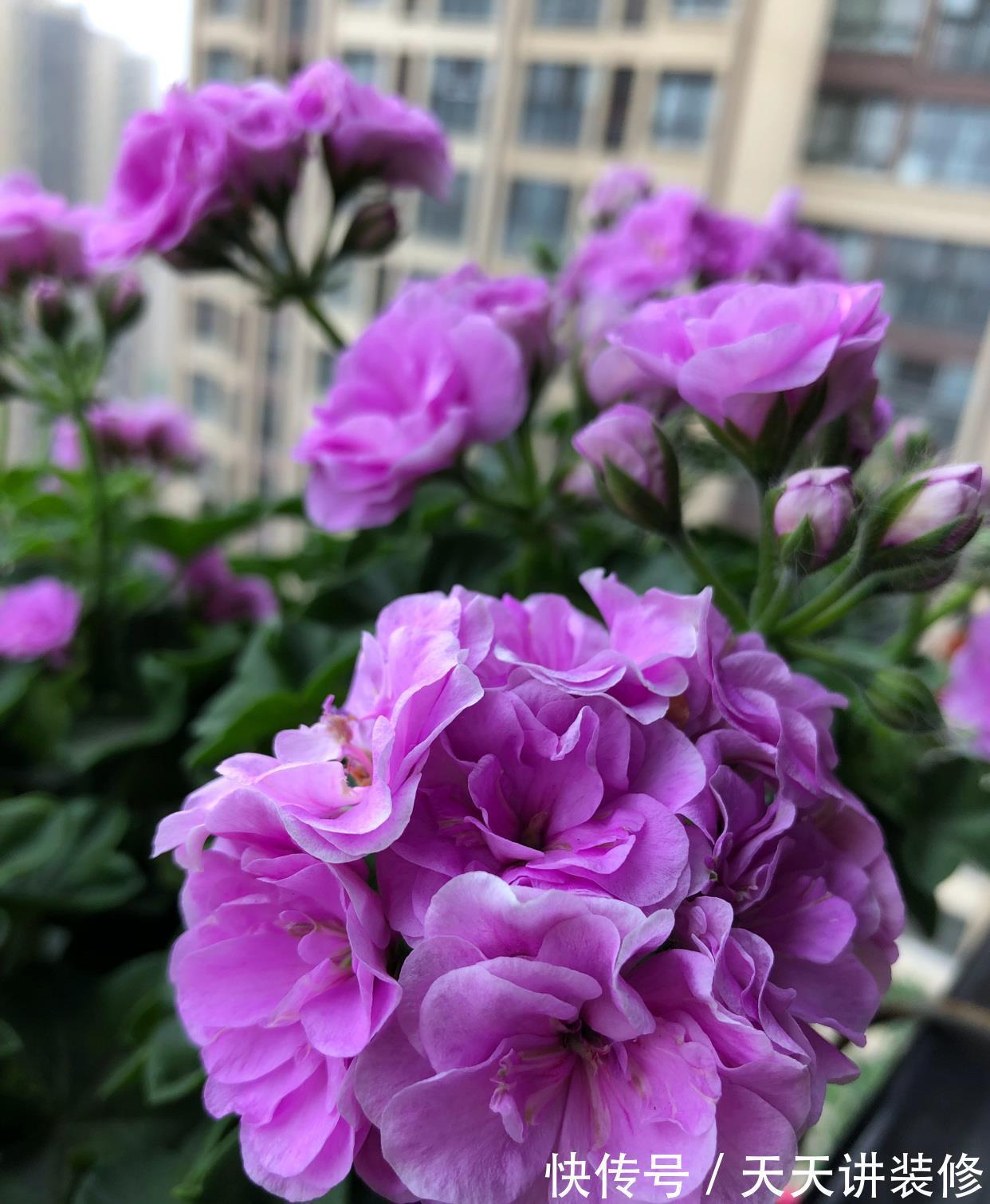 玫瑰花|你的阳台缺花吗？养棵“夏日玫瑰”，颜值高，花期长，养护也不难