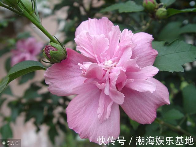 农村庭院常见“疟子花”，花朵鲜食美味爽滑，4大功效在这里