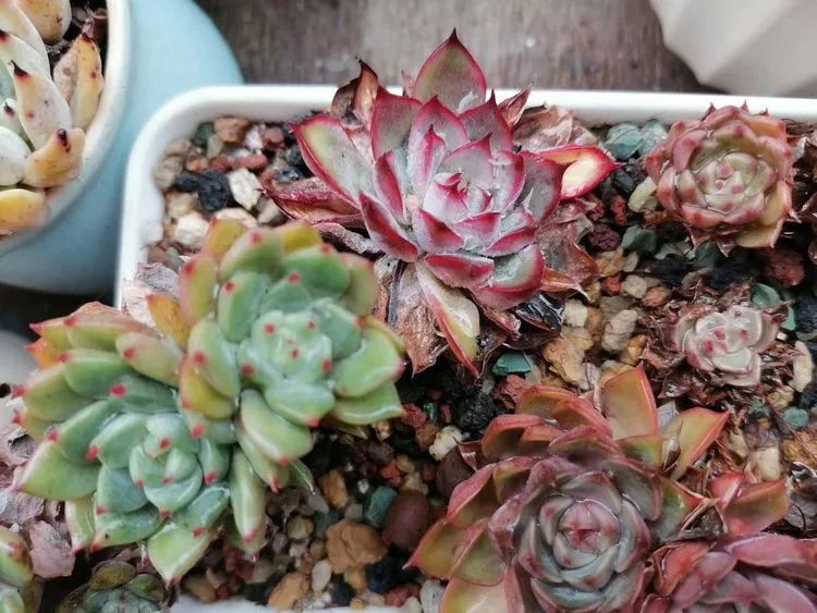 观音莲|90后川妹子的“丑肉”逆袭记!时光不弃,多肉常在!