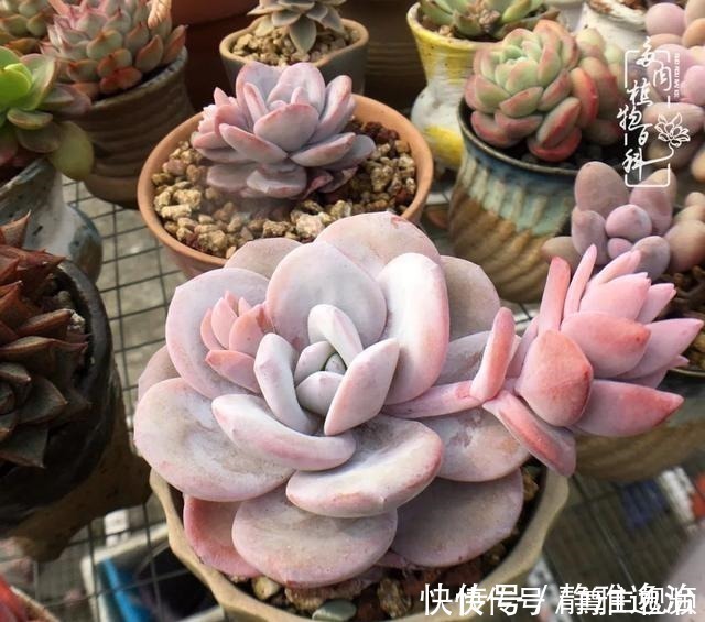 静夜|养多肉三年多，初见惊鸿！累并快乐着！养多肉三年多，初见惊鸿！累并快乐着！