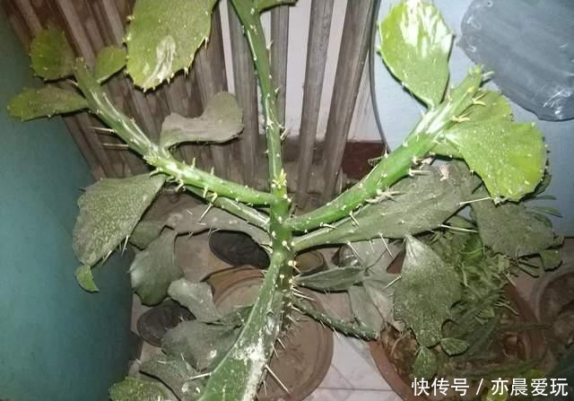 冬季养千本剑|千本剑冬季不容易养?5点做好后,叶绿苗更壮