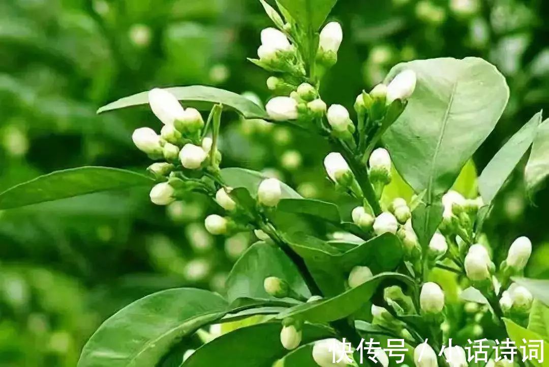 送别@晚唐诗人雍陶,用诗歌谱写诗意人生,为唐诗画上了一道绚丽的晚霞