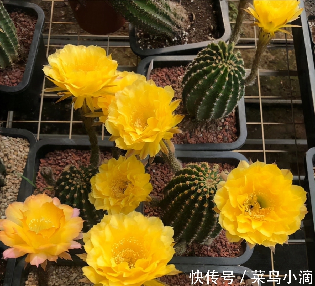 九种“皮实花”，多晒少管长得好，养成老桩更高档，绿萝没上榜