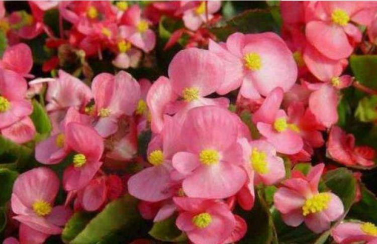 4种漂亮花养家里,一年四季开花不断,惊艳如花球,美翻了