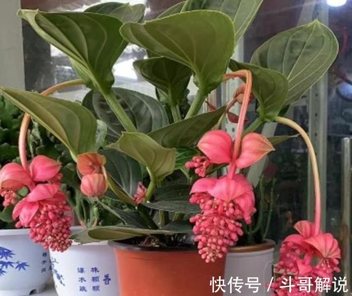 4款艳美的花卉,好养易爆盆,惊艳如花球,美翻了