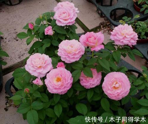 花卉|去闺蜜家住,被满阳台的微型月季吸引了,做法真高级,拍照来看看