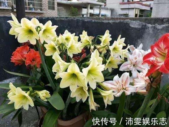 种球|朱顶红“烂了”是好事！切2刀养一个月，变成50株小苗