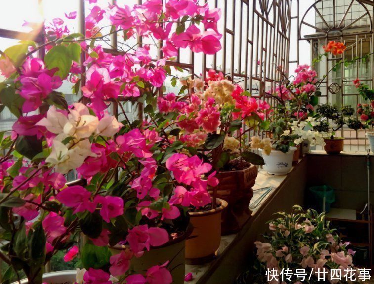 家养3种花,让它们“交接班”,一年开花365天,阳台变花海