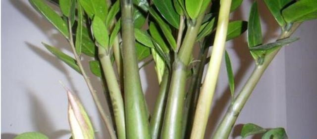 金钱树总不长10天喂次“它”,“电钻”小芽窜不停,财源滚滚来