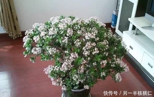 玉树|多肉植物也好看，4种多肉美观大气，不输观花植物