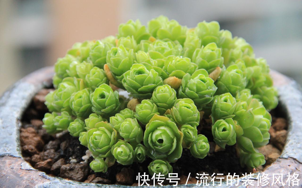 不想肉肉分分钟死给你看,赶紧入手这些皮实好养容易度夏的品种