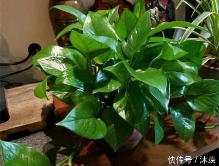 7天浇1个鸡蛋！花像打了激素疯长