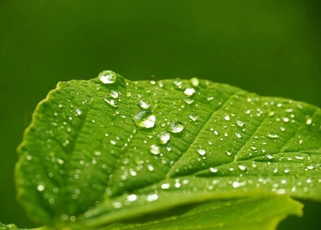 中药|阴虚内热、20年的夜汗,1个药方、1味中药,没想到效果出奇的好!