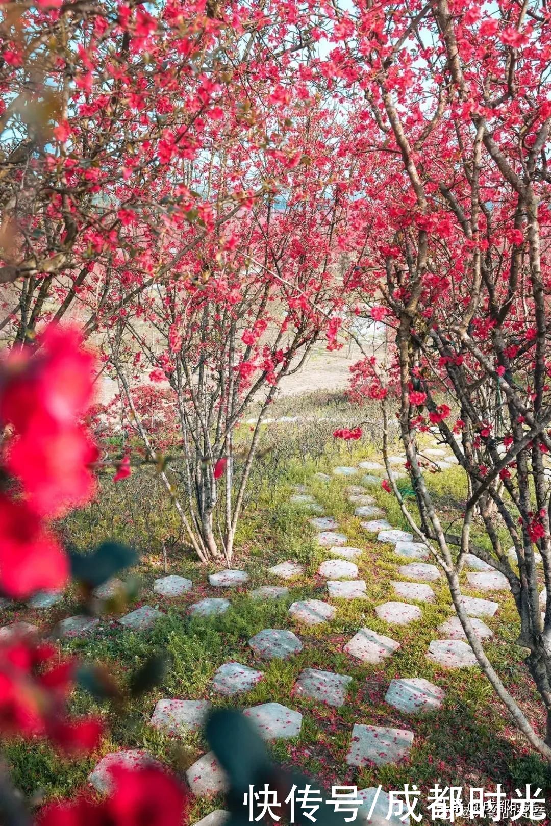 成都千亩海棠、数百亩梅林满树繁花似锦 约吗?
