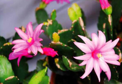 1种花,比蟹爪兰还漂亮,比仙人球还好养,1节枝条,轻松养爆盆!