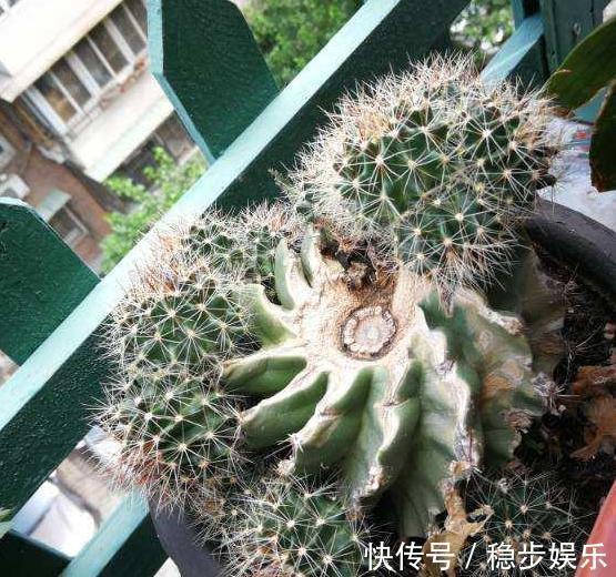 4种情况出现,就得给多肉''砍一刀'',植株方能越长越美