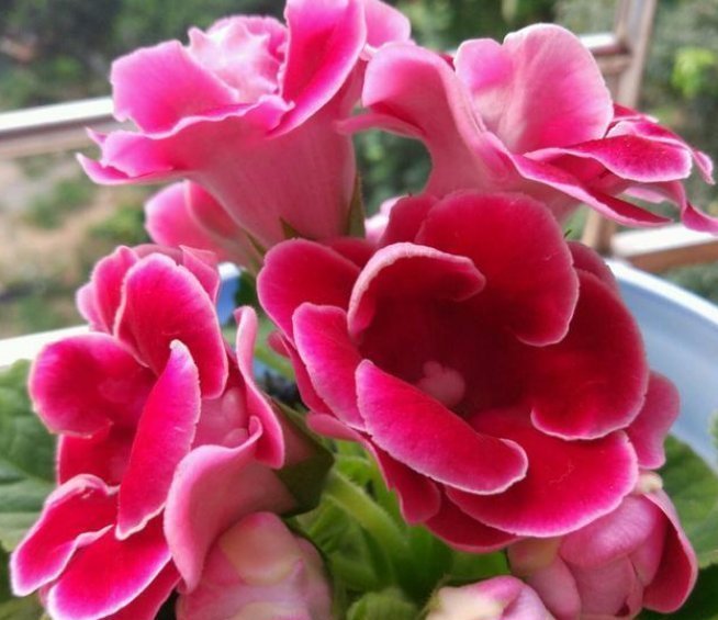 三角梅|3种花,都是开花小能手,养在家里繁花似锦,清新脱俗,懒人最爱