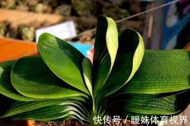 叶片|室内养花浇水很关键，学会这“4招”，养花才能不烂根