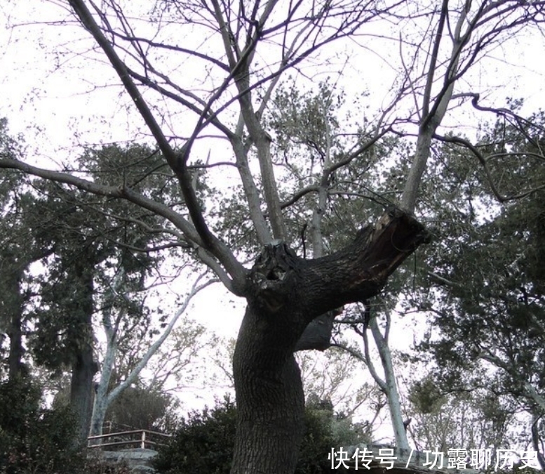 罪槐|崇祯帝自缢处，为得民心，将崇祯自缢的老槐树定名为“罪槐”