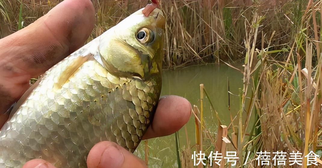 降温好钓鲫鱼?别逗了,做不到这两点,一口都没有很正常