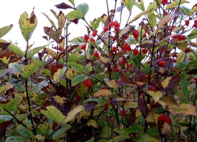 农村|农村一种非常好吃的野果,姑娘说有爱情的味道,卖的价格也很高