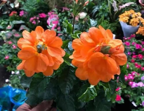 1种可以养多年的“花卉”，室内光照不好，也能开花2季