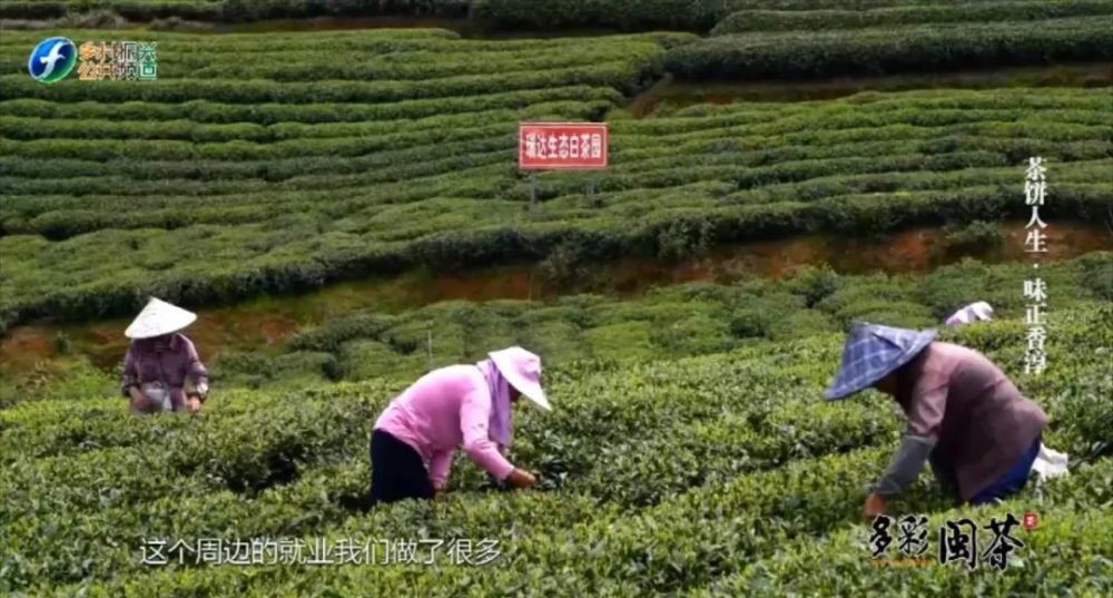 萎凋|老白茶饼是怎样诞生的？好奇就都看过来吧