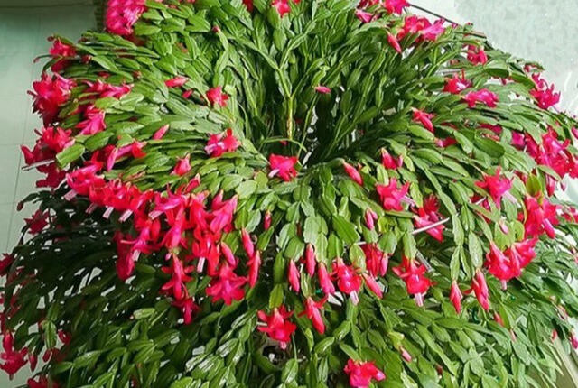 嫁接蟹爪兰长成大树太漂亮,手把手教给你,新手也养得好