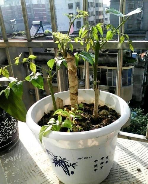  幸福树|奶奶养的幸福树，挺拔高大，绿意又盎然，幸福一大家！