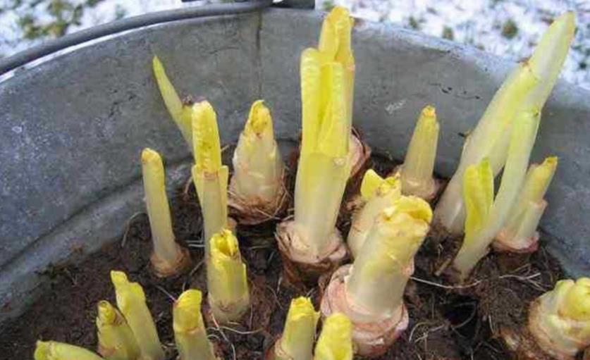 养花|不养花还可以种菜，栽1盆菊苣，既能观赏又能食用，好处多多