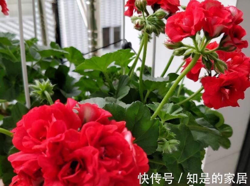 茎干|秋冬养花就养它们,好活漂亮,动手多扦插几盆,阳台马上变花海