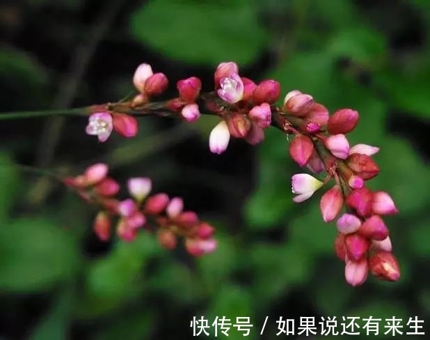 红蓼花!成束之美!难得一见!