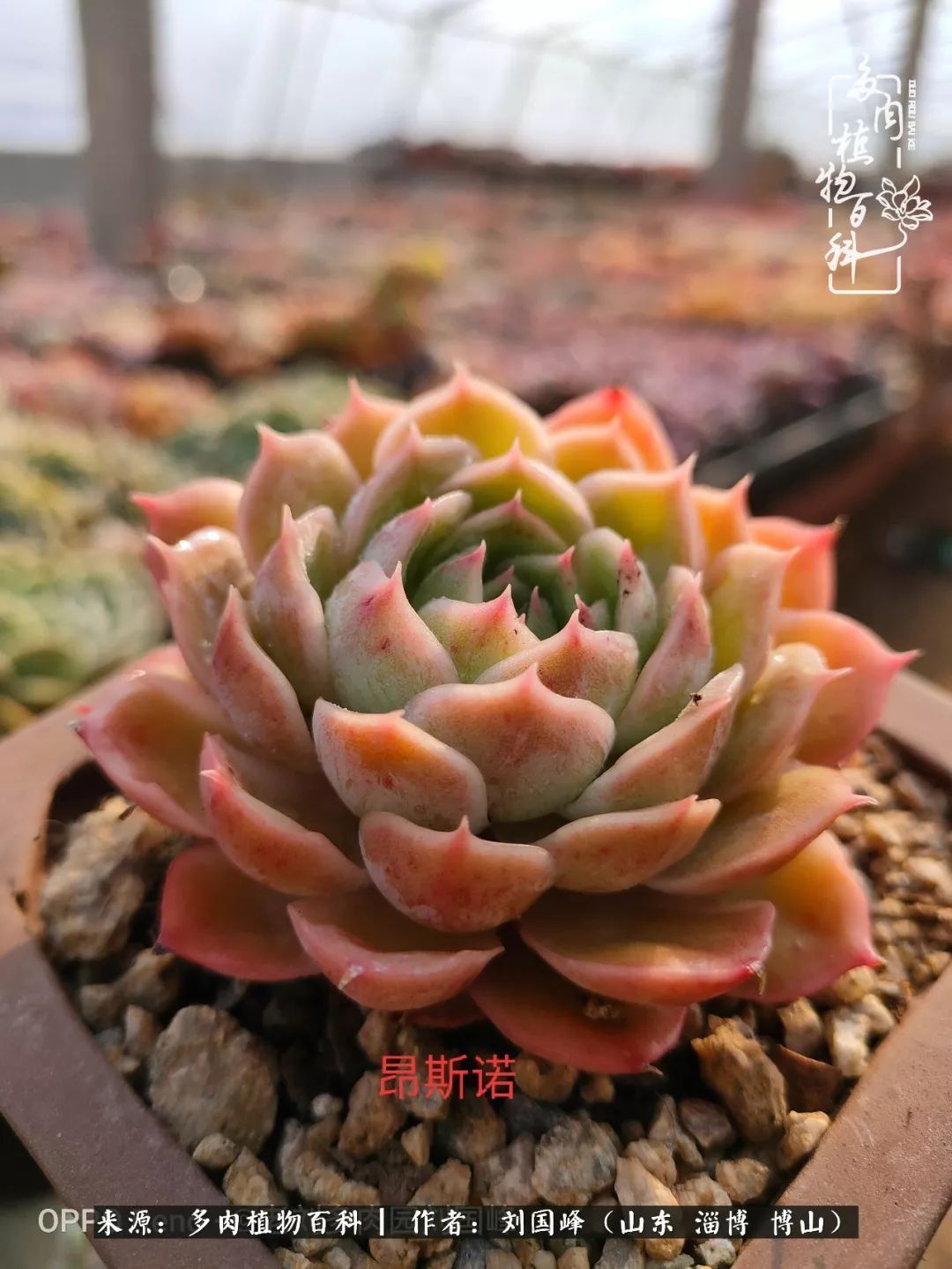 贵的不一定是对的,你的多肉究竟值多少钱附冬季养护攻略!