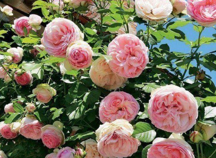 适合家养的4种花，净化空气，帮助睡眠，比绿萝好养很迷人