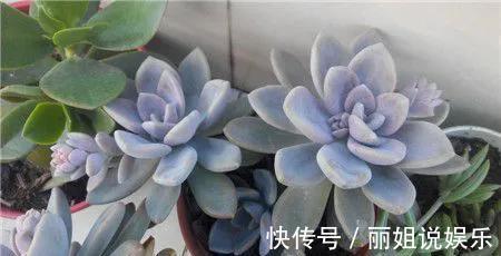 喜欢多肉就养“普货6宝”，耐寒又耐热，轻松一养就出状态