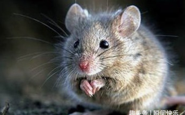 大金鼠：哪月出生的属鼠人福泽深厚，好运不断，看看有你吗？