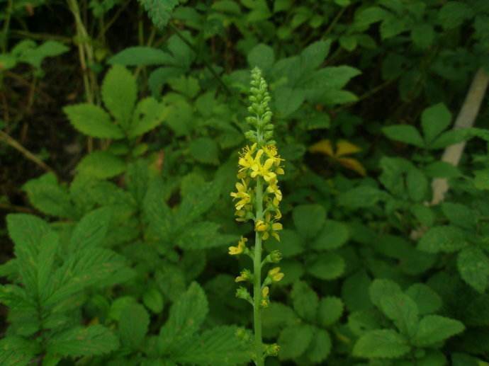 野草|农村这种野草,农民用它熬粥,殊不知它价值珍贵,一斤30元