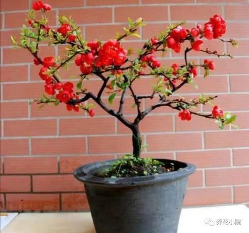 海棠花|养海棠盆栽,几个关键养护要做对,才能大量开花