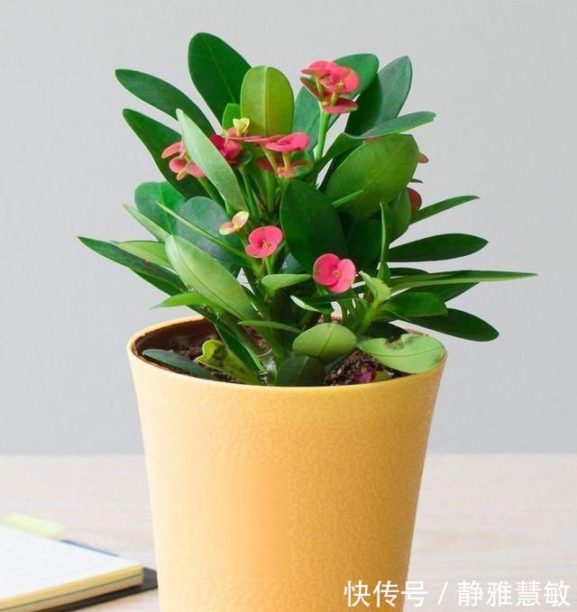 花花爱花草|不会养花的花友们,就养这几种,养不好算我输