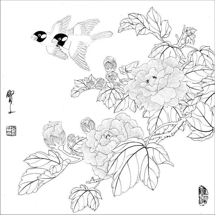 资料集|王道良实用花鸟白描资料集