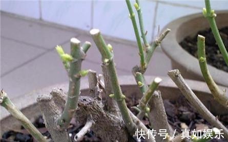 修剪|两个种植小秘诀，让您家里养茉莉花， 叶子油绿发光,花儿开满枝