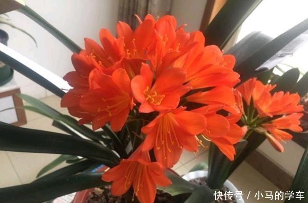 谁说室内养不好花这12种一养就开花,还特漂亮,喜欢养花别错过!