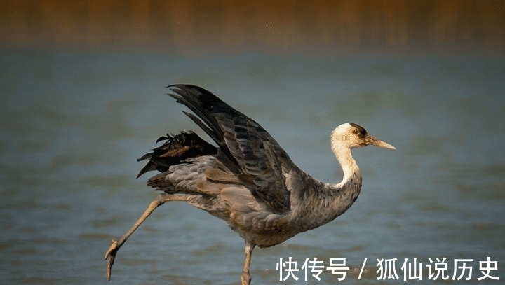 生态|最年轻的湿地生态系统——黄河三角洲