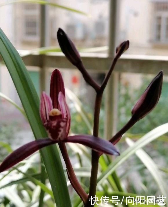 建兰不开花？哪里出问题了？施加氮，磷肥，花期准时开花