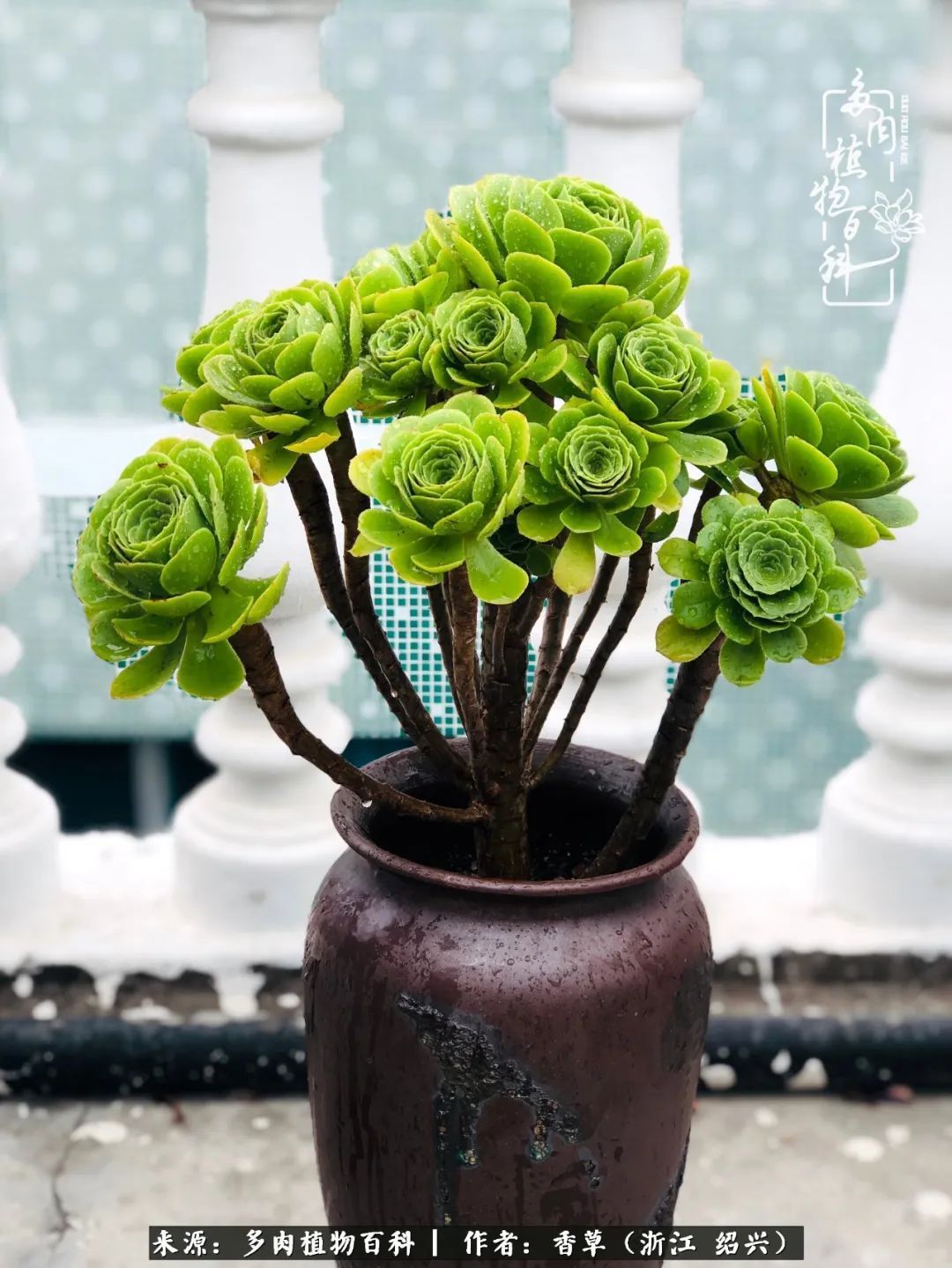 阳台上的一亩三分地,我愿与你一起,与时光媲美!