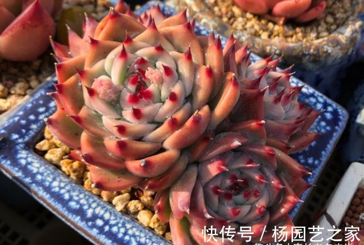 吉娃娃|宝藏多肉吉娃娃,有很多优点可以挖掘,夏天直接扔外面纯露养都行