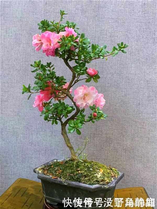 皋月杜鹃|比兰花还值得养的盆栽花,寿命长,越养越漂亮,越养越值钱