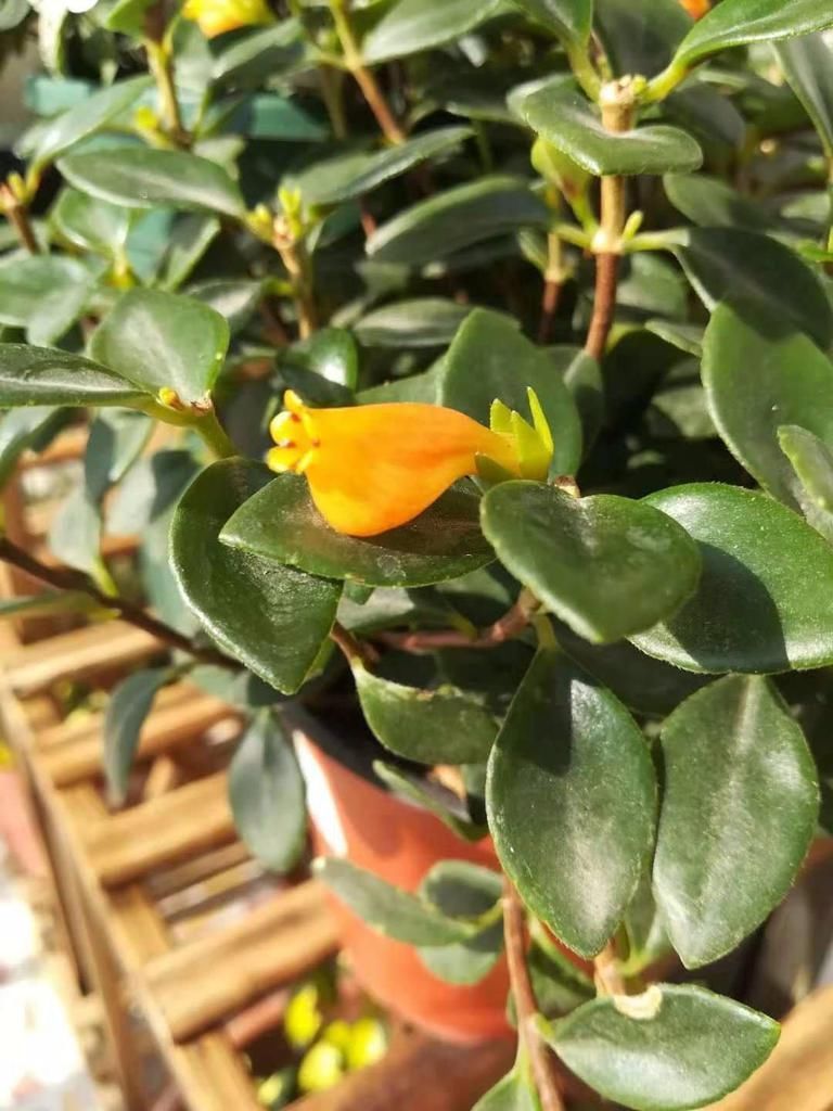 金鱼吊兰|喜欢吊兰的朋友有福了，这7种吊兰人见人爱，种在家里特别适合